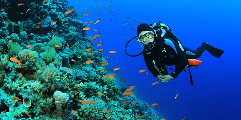 Diving in the Maldives